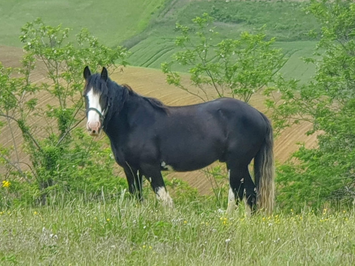 Photo de profil de licorne1102