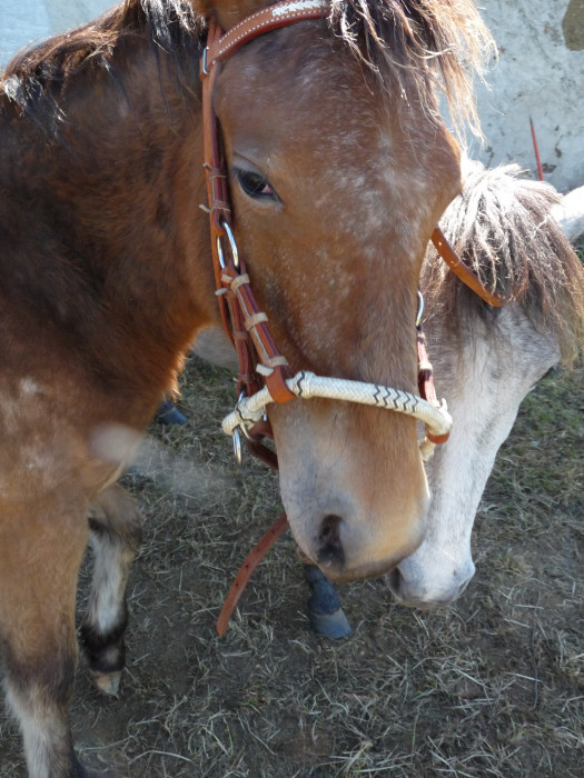 Photo de profil de licorneeclaire