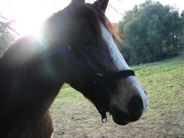 Photo de profil de licorneviolette