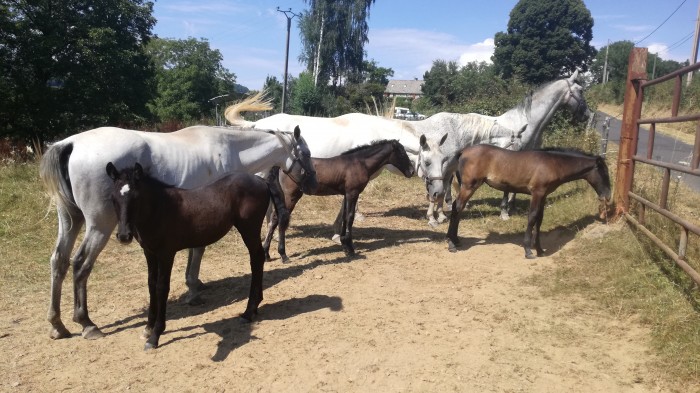 Photo de profil de lipizzanboudou