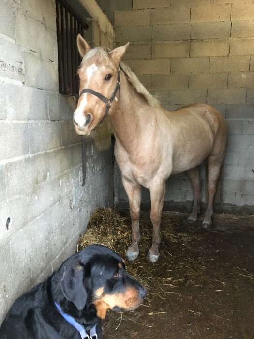 Photo de profil de lisouillehorse