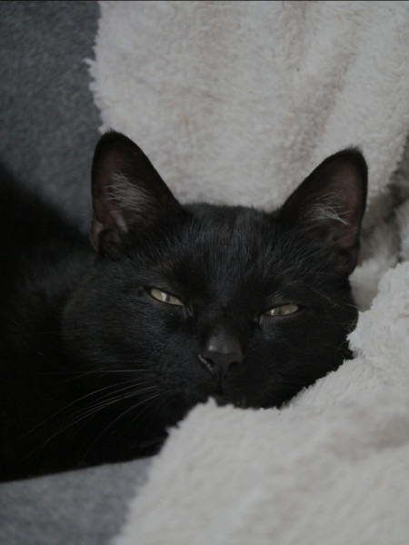 Photo de profil de little_moon