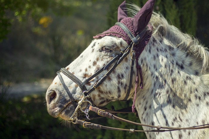 Photo de profil de lnino84