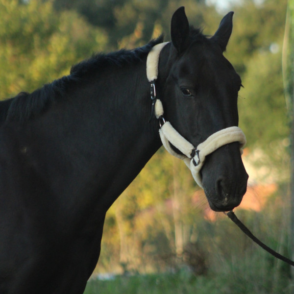 Photo de profil de lolodu44118