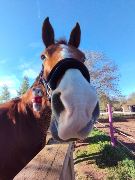 Photo de profil de louane.chevaux