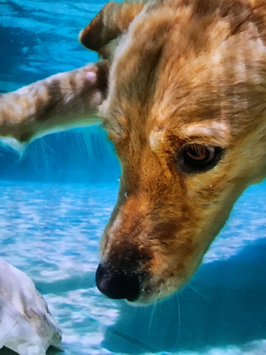 Photo de profil de lou_equitation3