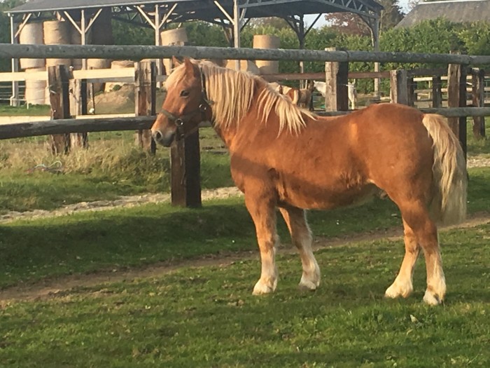 Photo de profil de loulou95740