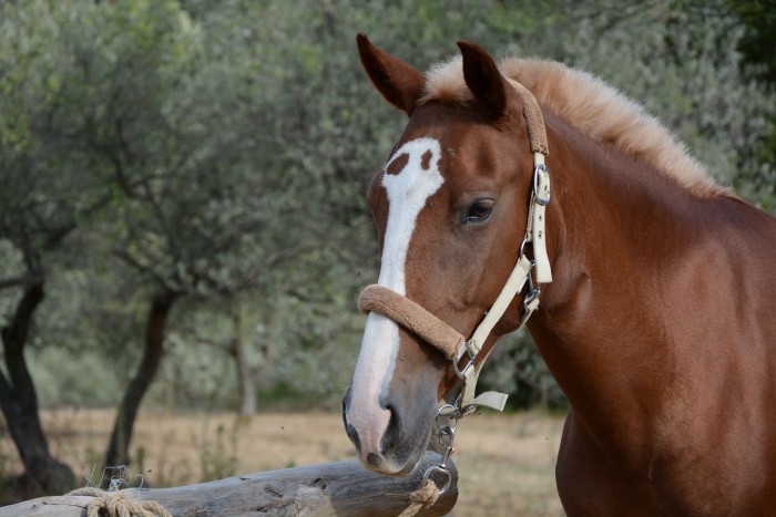 Photo de profil de lpepito83