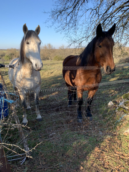 Piquet Fer à Béton PACK ECO SIMON 1,70m - pour Clôture Chevaux