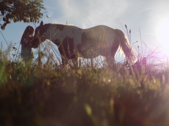 Photo de profil de lunaandanimaux