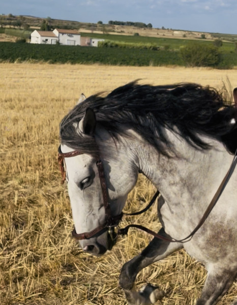 Photo de profil de macau