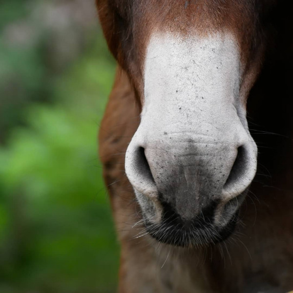 Photo de profil de maewenn