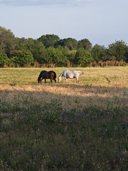 Photo de profil de magnetiseur30
