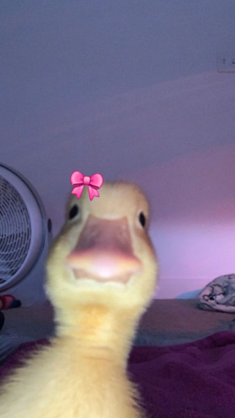 Photo de profil de maissane4543