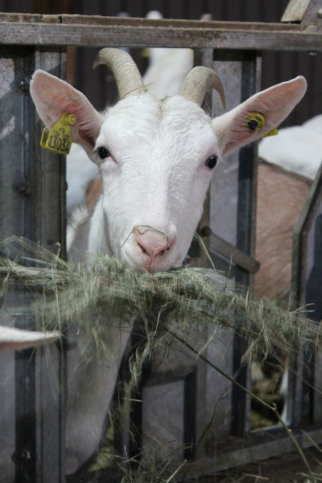 Photo de profil de mamitartine