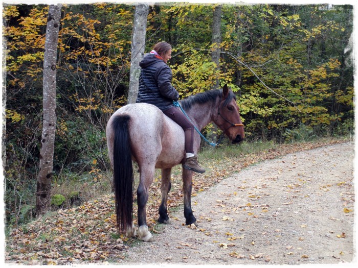 Photo de profil de mamyhorse