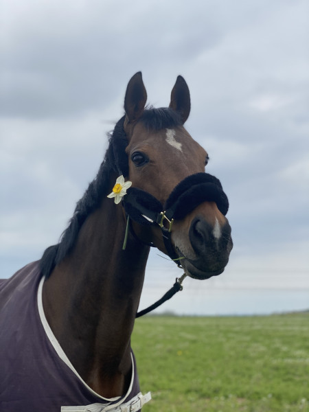 Photo de profil de mariebelheme
