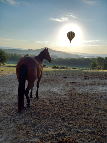 Photo de profil de marjoambert