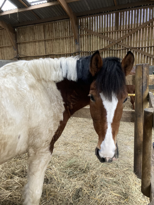 Photo de profil de maviedecheval31