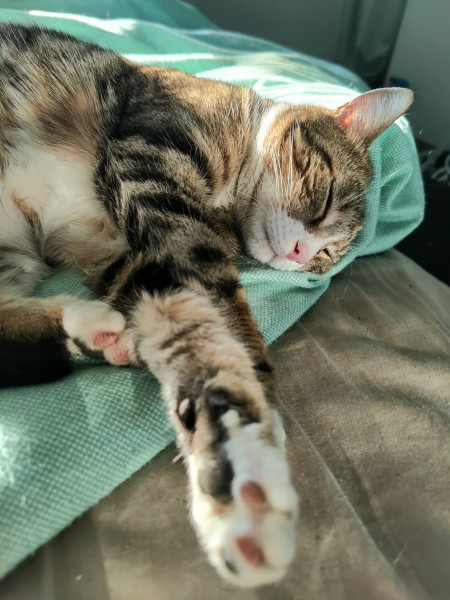 Photo de profil de mayuu