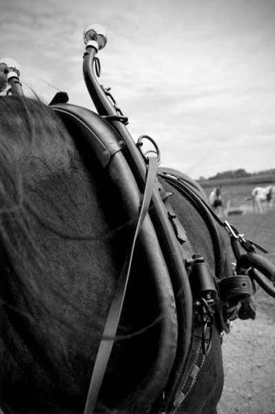 Photo de profil de maziersattelage