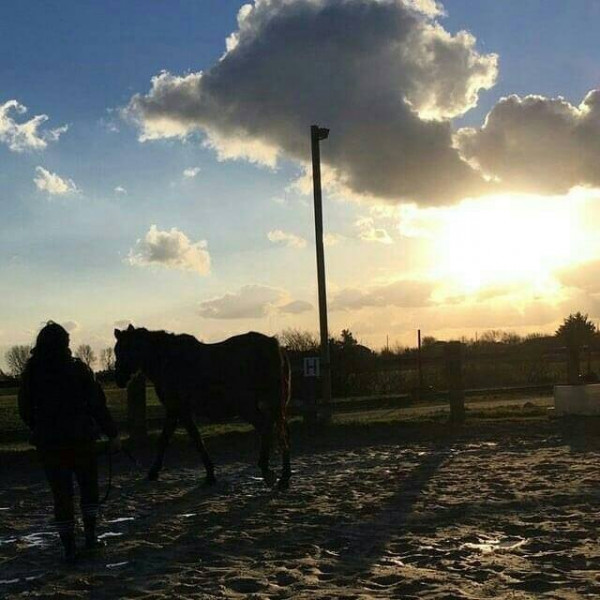 Photo de profil de melhorse17