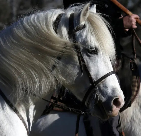 Photo de profil de melushyne