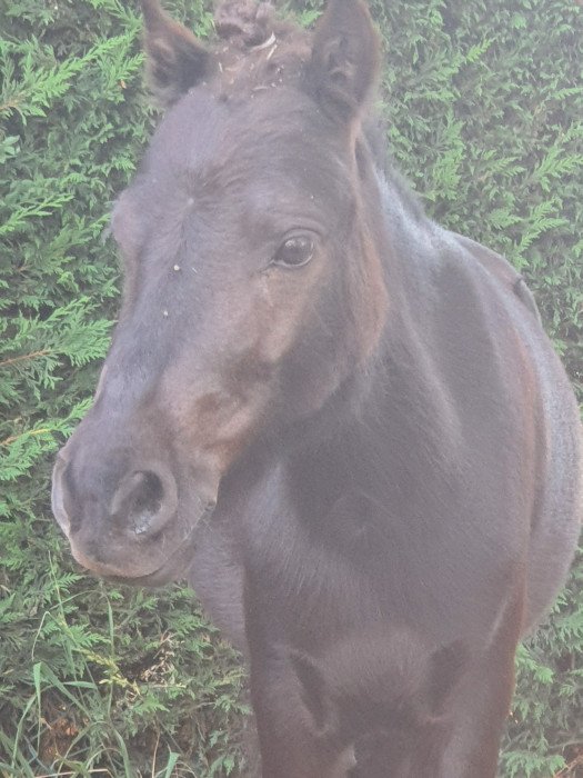 Photo de profil de mes2chevaux