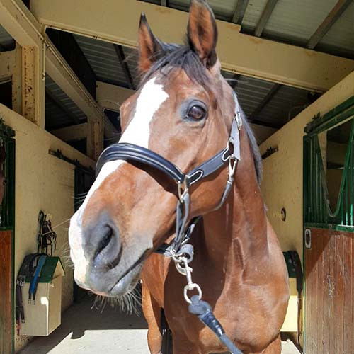 Photo de profil de mia_chevauxlove