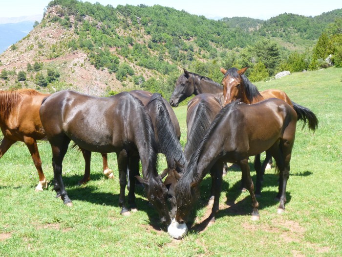 Photo de profil de michel_cheval