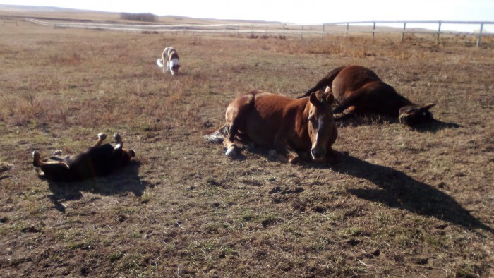 Photo de profil de monarke