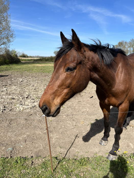 Photo de profil de monpommeau