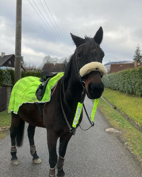 Photo de profil de morganabernier3