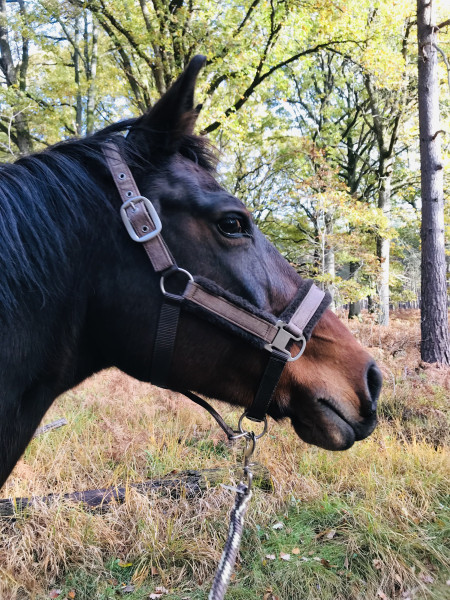 Photo de profil de morgane.bal78