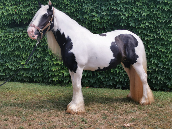 Photo de profil de morty24