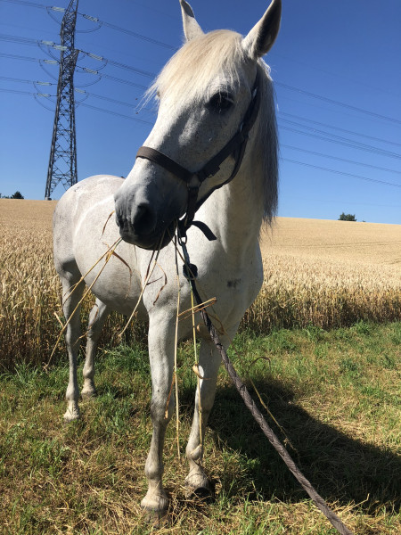 Photo de profil de nickychat