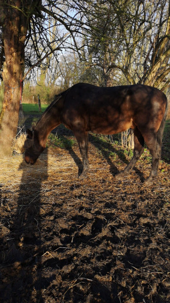 Photo de profil de nistnesus