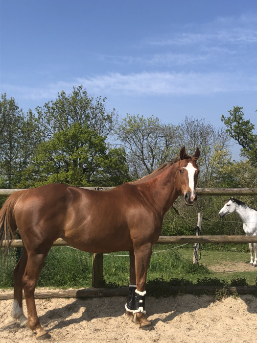 Photo de profil de nonohorse_25