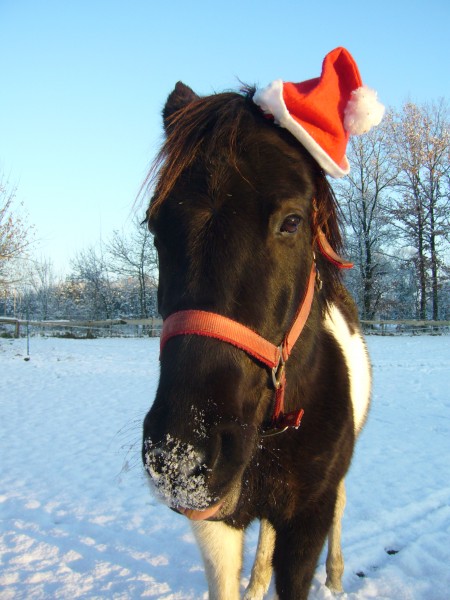 Photo de profil de nordique