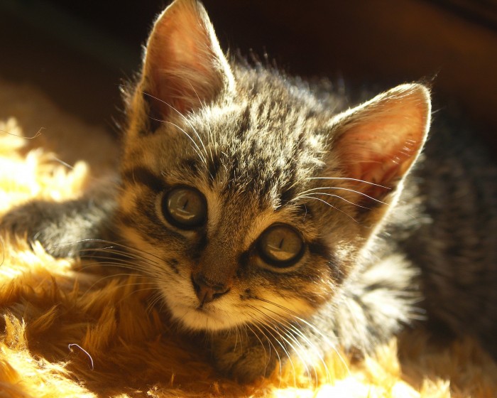 Photo de profil de nsherlock