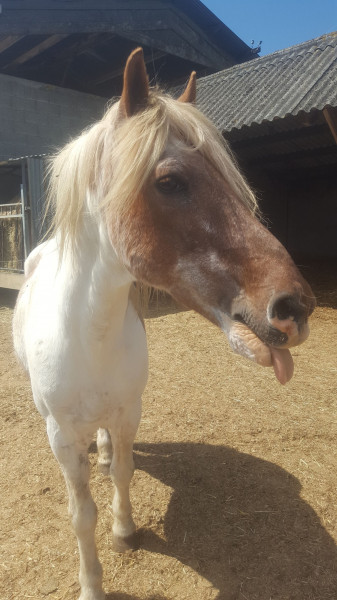 Photo de profil de obeline