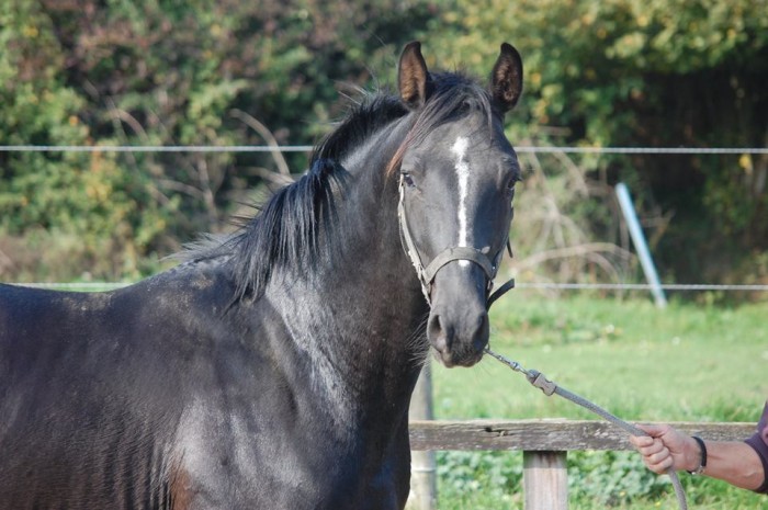 Photo de profil de odile1