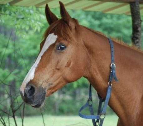 Photo de profil de oliblue