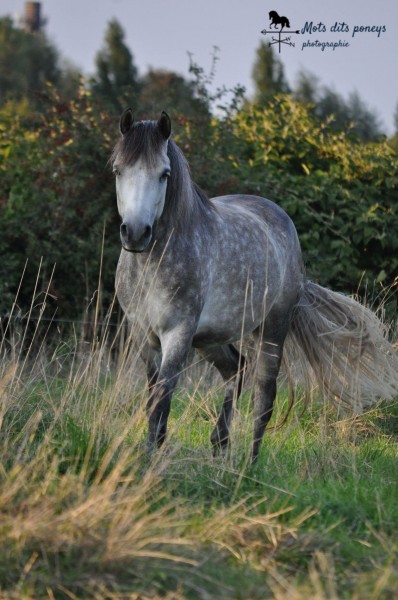 Photo de profil de ots.dits.poneys