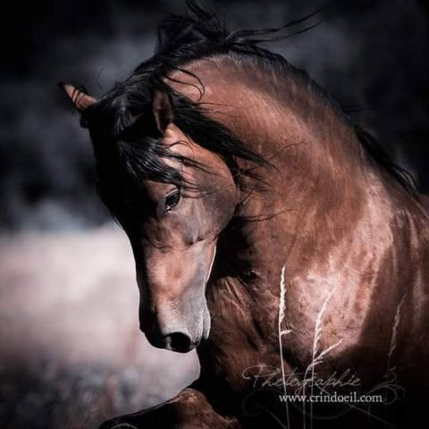 Photo de profil de pauline100