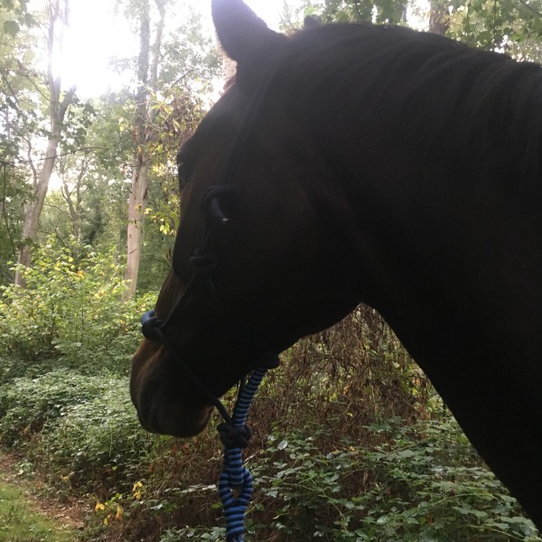 Photo de profil de pauline.boesp