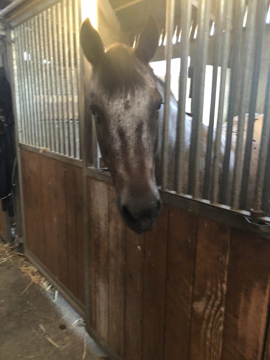 Photo de profil de paulineforgia