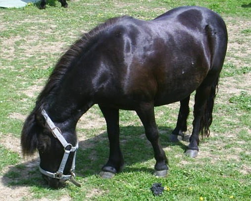 Photo de profil de pegase_gened