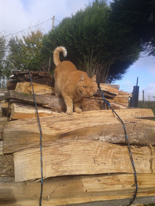 Photo de profil de petitrouquin