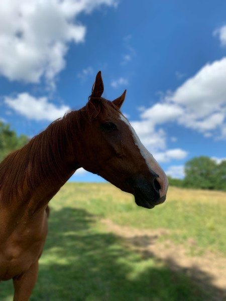 Photo de profil de phibie